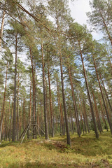 Well managed pine wood and a raised hide or tree stand, the ground covered with blueberry plants
