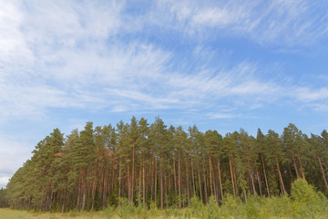 Pine tree wood, blue sky and some summer clouds