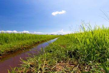 Obraz premium Green fields and blue skies, beautiful and bright.