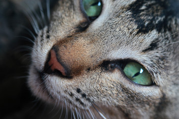 Green eye cat