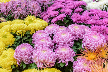 Chrysanthemum