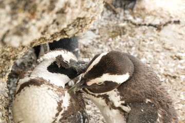 Animals