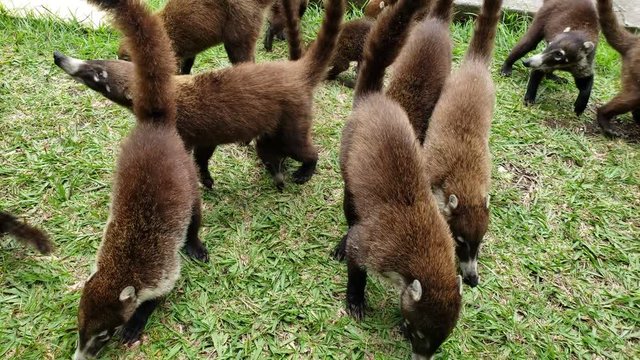 Central America coati Nasua nasua Wildlife animal in the jungle