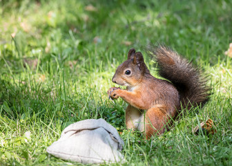 Naklejka na ściany i meble fluffy red little squirrel sitting in green grass near sackcloth bag of hazelnuts