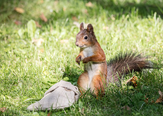 wild park red squirrel sitting in green grass near the bag with nuts