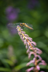 ヤナギランの蕾にとまるトンボ