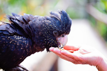 Australian Black Cockatoo Bird