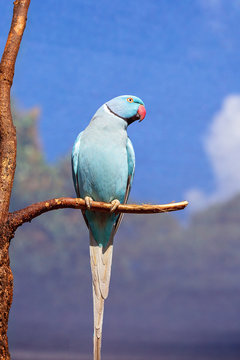 Indian Ring Neck Bird From India