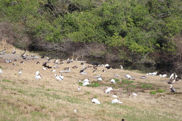 Birds on the shore