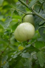 Fototapeta premium Green Tomatoes in Garden