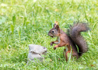 Naklejka na ściany i meble red squirrel eating nuts from bag in green grass