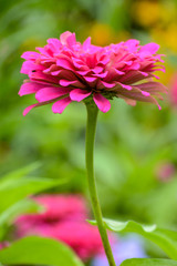 Pink Zinnia in the Sun 