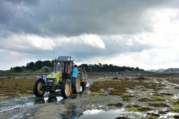 Tracteur qui transporte des personnes sur l'île Saint-Gildas en Bretagne à l'occasion de la fête du baptême de chevaux - obrazy, fototapety, plakaty