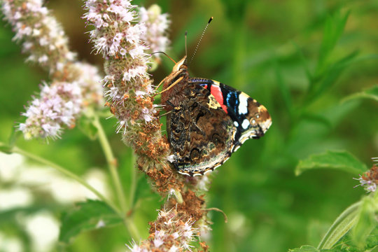 Butterfly red admiral sitting on a mint flower and drinking juice