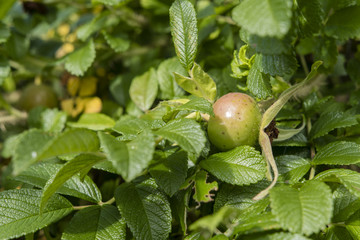 Fruit of rose hips with green leaves.