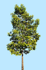 Tree isolated green on a white background