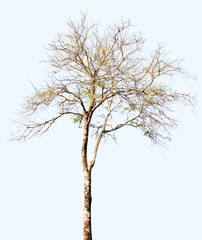Dead tree isolated on white background