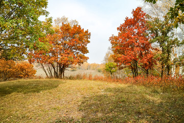 Woods