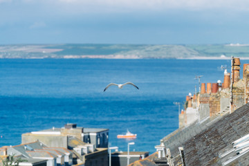 Seagull flying over the buildings of St Ives