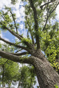 Crown of alder tree.