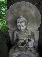 Buddha face close up, grey with  weathered moss sitting in a tree