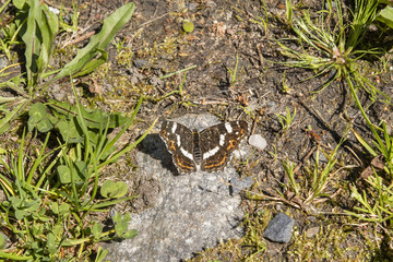 Araschnia levana - Butterfly in nature.
