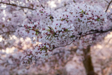 A branch of a Sakura tree in its full bloom during hanami in Kyoto, Japan