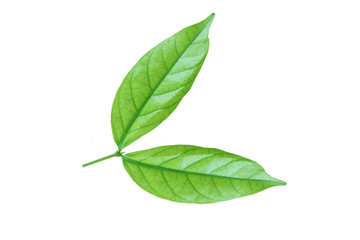 Green leaf isolated on a white background with clipping path. Water jasmine leaf close up. photo. nature