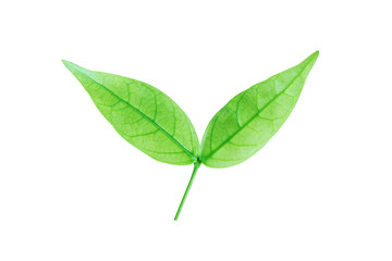 Green leaf isolated on a white background with clipping path. Water jasmine leaf close up. photo. nature
