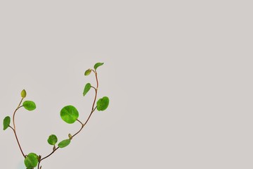 ワイヤープランツ