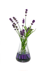 Lavender extract. Aroma of lavender. Lavender flower in laboratory flask on white background.Concentrate of lavender flowers