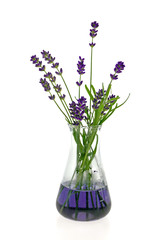 Lavender extract. Aroma of lavender. Lavender flower in laboratory flask on white background.Natural Herbal Cosmetics.Concentrate of lavender flowers