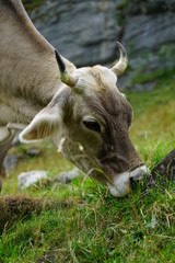 cow, kuh, natur, wiese, futter