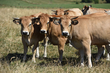 betail vache agriculture levage secheresse