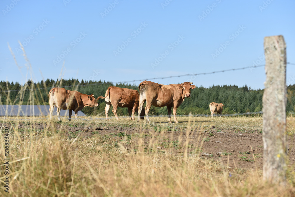 Wall mural betail vache agriculture levage secheresse