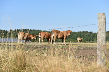 betail vache agriculture levage secheresse