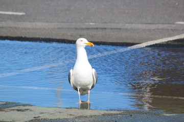 Seagulls at the harbour in howth, irland