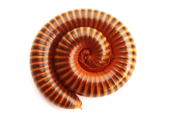 Millipede on white background