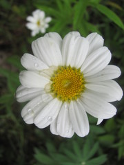 Fototapeta premium White chamomile closeup