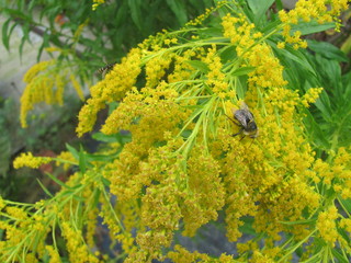 Bumblebee on a yellow flower on a summer day