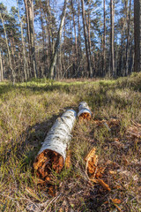 Felled birch-tree