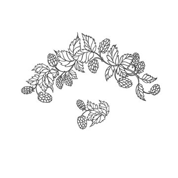 Vector sketch branch of hops. Symbol brewing and main component in preparation beer. Isolated black white outline illustration.