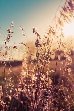 Fototapeta Autumn dry plants on meadow with sunlight. Blurred bokeh background
