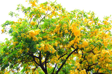 Hawaiian golden shower tree
