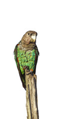 Cape Parrot in Kruger National park, South Africa ; Specie Poicephalus robustus family of Psittacidae