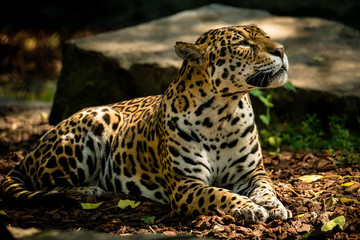 Jaguar ruht sich aus