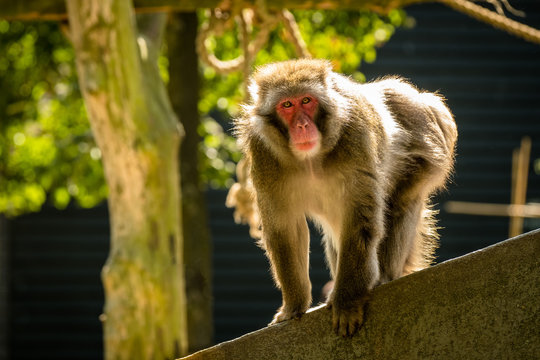 Makake blickt in die Kamera