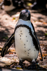 Fototapeta premium Galapagos Pinguin watschelt auf die Kamera zu
