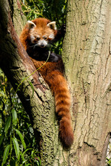 Roter Panda rastet in einer Astgabel