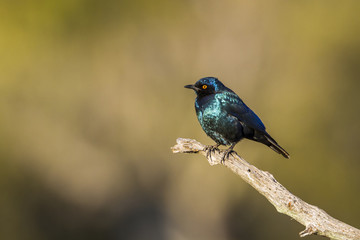 Greater Blue-eared Glossy Starling in Kruger National park, South Africa ; Specie Lamprotornis chalybaeus family of Sturnidae